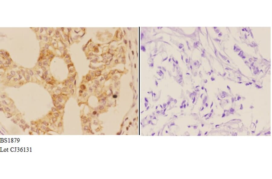 Anti-AIRE (P126) Antibody from Bioworld Technology (BS1879) - Antibodies.com
