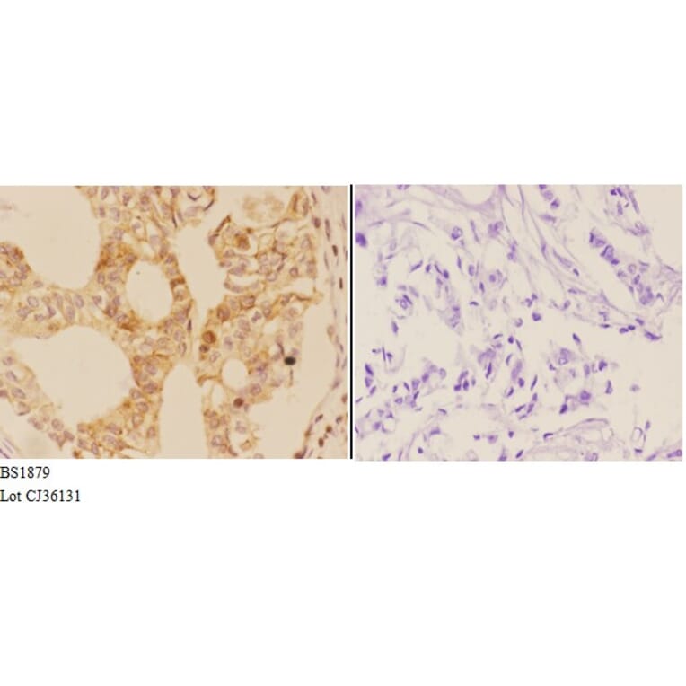 Anti-AIRE (P126) Antibody from Bioworld Technology (BS1879) - Antibodies.com