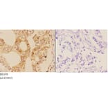 Anti-AIRE (P126) Antibody from Bioworld Technology (BS1879) - Antibodies.com