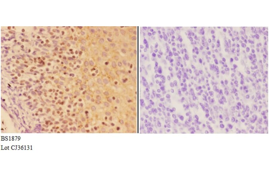 Anti-AIRE (P126) Antibody from Bioworld Technology (BS1879) - Antibodies.com