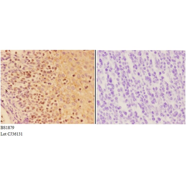Anti-AIRE (P126) Antibody from Bioworld Technology (BS1879) - Antibodies.com