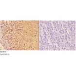 Anti-AIRE (P126) Antibody from Bioworld Technology (BS1879) - Antibodies.com