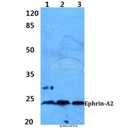 Anti-Ephrin-A2 (N33) Antibody from Bioworld Technology (BS1880) - Antibodies.com