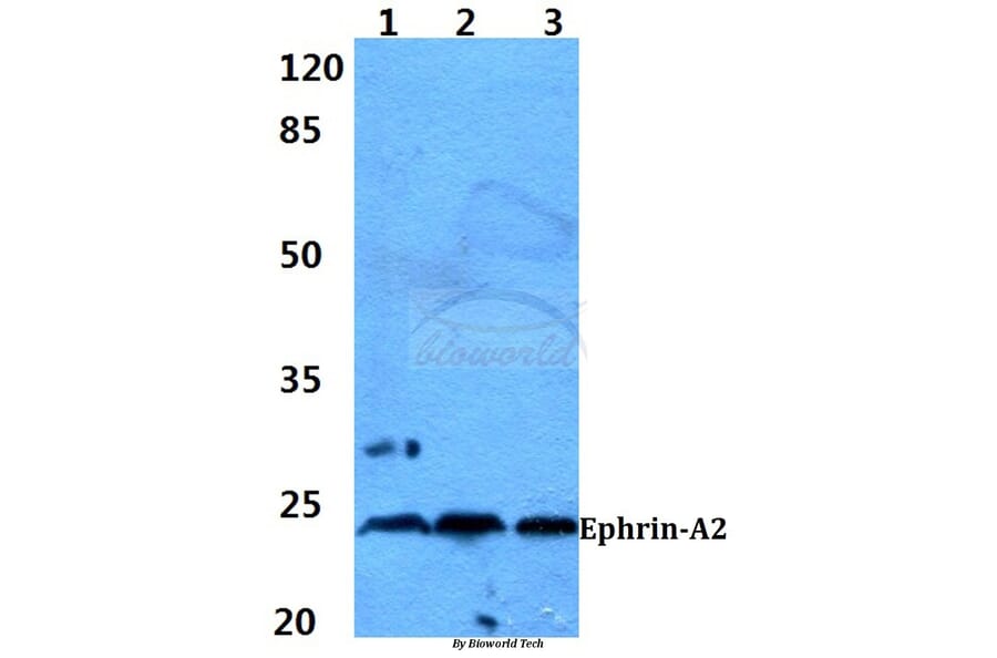 Anti-Ephrin-A2 (N33) Antibody from Bioworld Technology (BS1880) - Antibodies.com