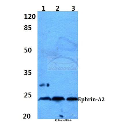Anti-Ephrin-A2 (N33) Antibody from Bioworld Technology (BS1880) - Antibodies.com
