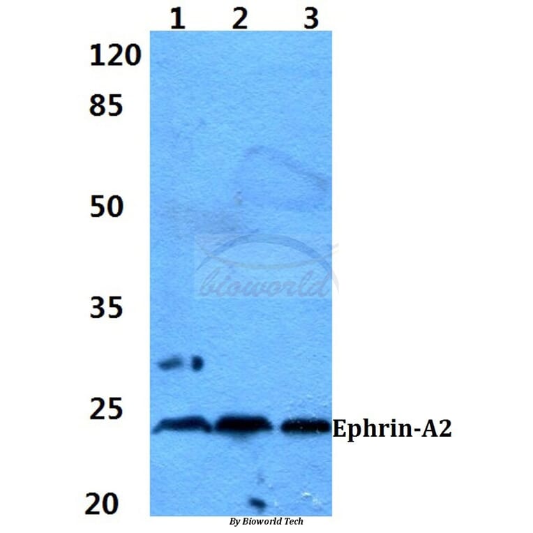 Anti-Ephrin-A2 (N33) Antibody from Bioworld Technology (BS1880) - Antibodies.com