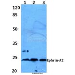 Anti-Ephrin-A2 (N33) Antibody from Bioworld Technology (BS1880) - Antibodies.com