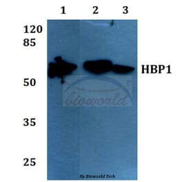 Anti-HBP1 (L468) Antibody from Bioworld Technology (BS1883) - Antibodies.com