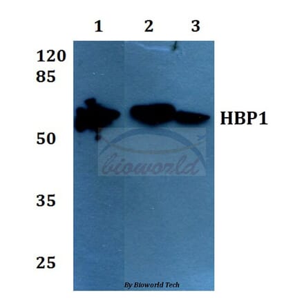 Anti-HBP1 (L468) Antibody from Bioworld Technology (BS1883) - Antibodies.com
