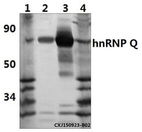 Anti-hnRNP Q (E268) Antibody from Bioworld Technology (BS1885) - Antibodies.com