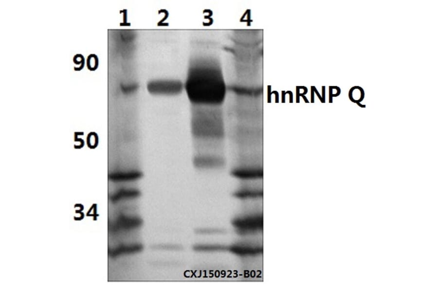Anti-hnRNP Q (E268) Antibody from Bioworld Technology (BS1885) - Antibodies.com