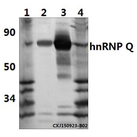 Anti-hnRNP Q (E268) Antibody from Bioworld Technology (BS1885) - Antibodies.com