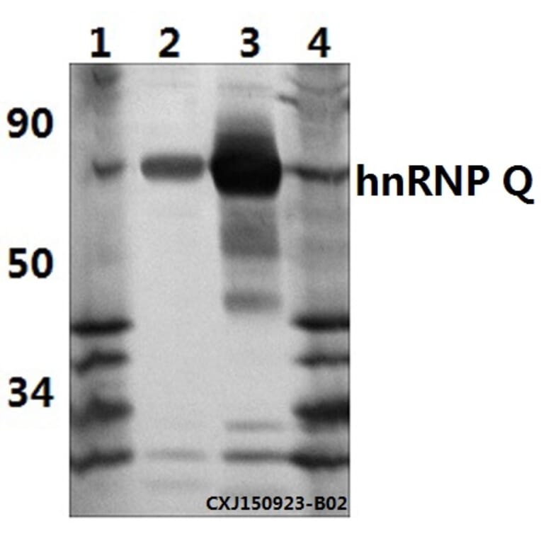 Anti-hnRNP Q (E268) Antibody from Bioworld Technology (BS1885) - Antibodies.com