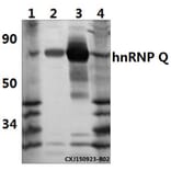 Anti-hnRNP Q (E268) Antibody from Bioworld Technology (BS1885) - Antibodies.com