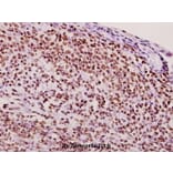 Anti-hnRNP Q (E268) Antibody from Bioworld Technology (BS1885) - Antibodies.com
