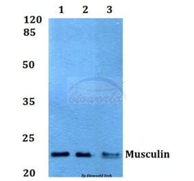 Anti-Musculin (R167) Antibody from Bioworld Technology (BS1886) - Antibodies.com