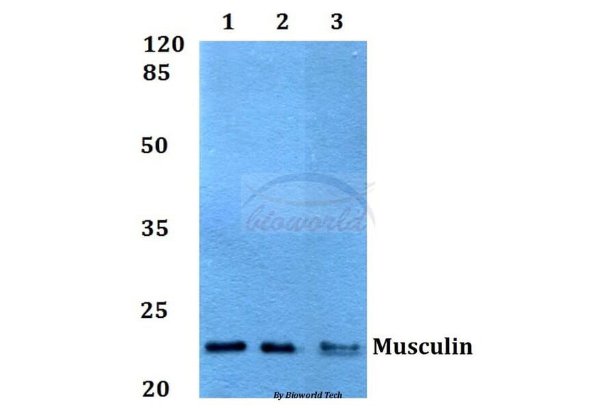 Anti-Musculin (R167) Antibody from Bioworld Technology (BS1886) - Antibodies.com