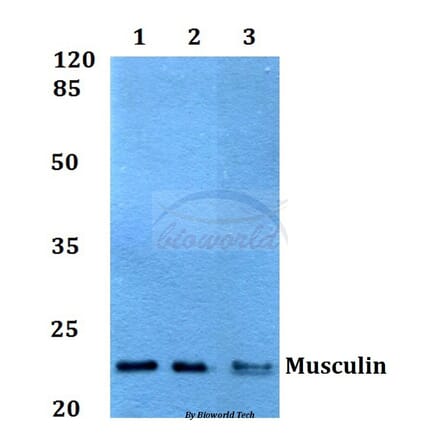 Anti-Musculin (R167) Antibody from Bioworld Technology (BS1886) - Antibodies.com