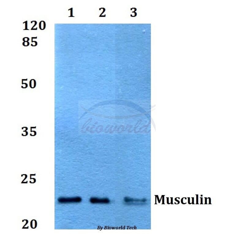 Anti-Musculin (R167) Antibody from Bioworld Technology (BS1886) - Antibodies.com