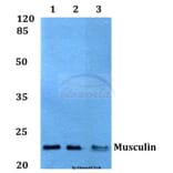 Anti-Musculin (R167) Antibody from Bioworld Technology (BS1886) - Antibodies.com