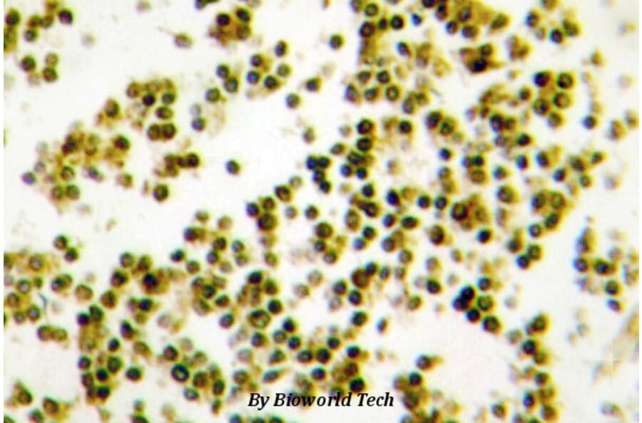 Anti-Musculin (R167) Antibody from Bioworld Technology (BS1886) - Antibodies.com