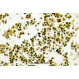 Anti-Musculin (R167) Antibody from Bioworld Technology (BS1886) - Antibodies.com