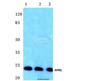 Anti-APRIL (S183) Antibody from Bioworld Technology (BS1893) - Antibodies.com