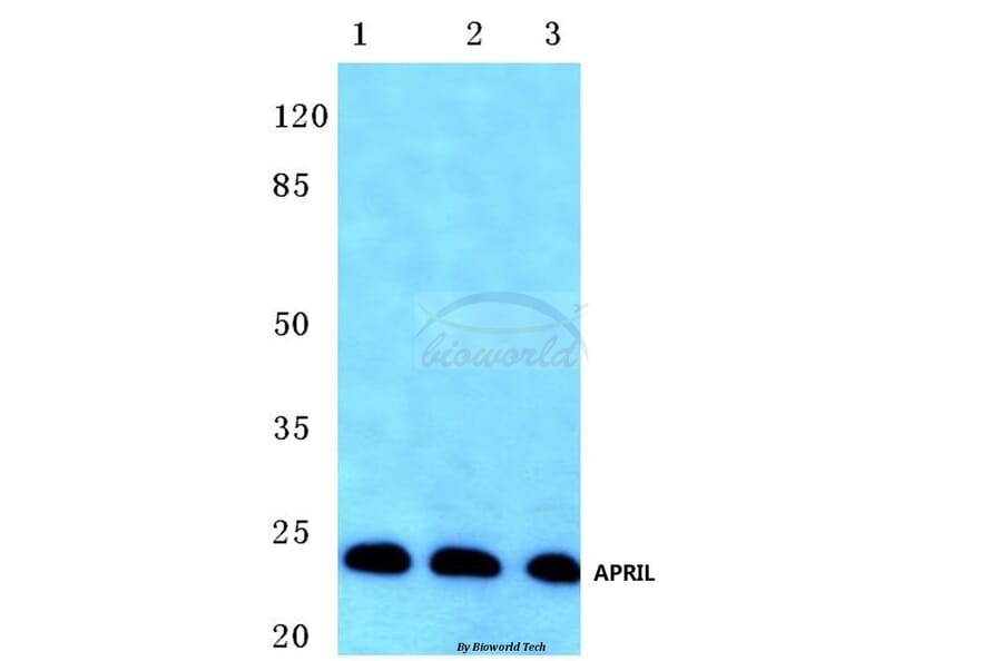 Anti-APRIL (S183) Antibody from Bioworld Technology (BS1893) - Antibodies.com