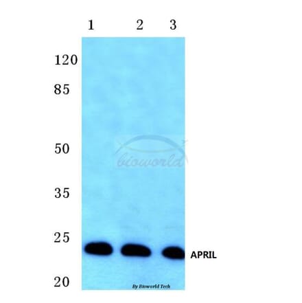 Anti-APRIL (S183) Antibody from Bioworld Technology (BS1893) - Antibodies.com