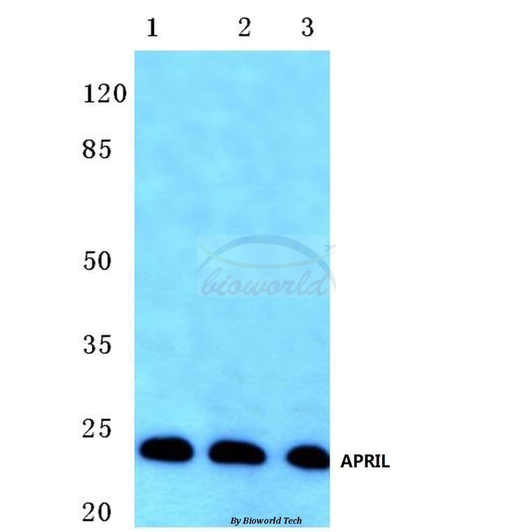 Anti-APRIL (S183) Antibody from Bioworld Technology (BS1893) - Antibodies.com