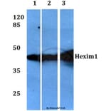 Anti-Hexim1 (Q215) Antibody from Bioworld Technology (BS1896) - Antibodies.com