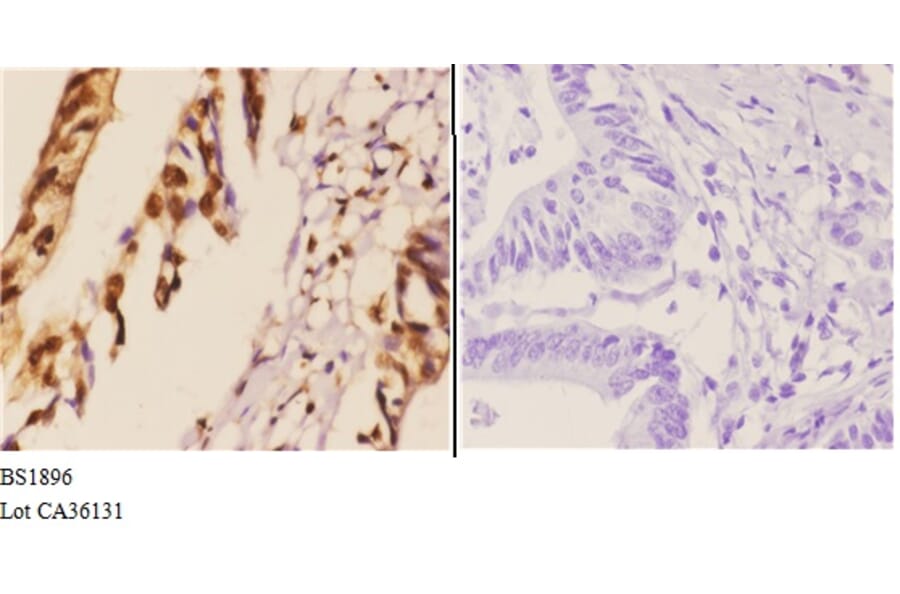Anti-Hexim1 (Q215) Antibody from Bioworld Technology (BS1896) - Antibodies.com