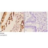 Anti-Hexim1 (Q215) Antibody from Bioworld Technology (BS1896) - Antibodies.com