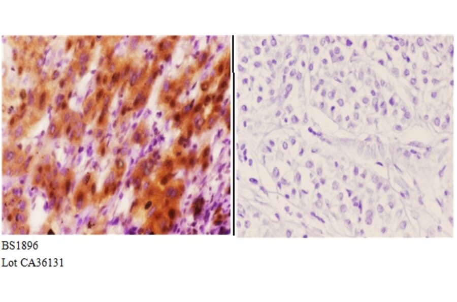 Anti-Hexim1 (Q215) Antibody from Bioworld Technology (BS1896) - Antibodies.com