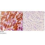 Anti-Hexim1 (Q215) Antibody from Bioworld Technology (BS1896) - Antibodies.com