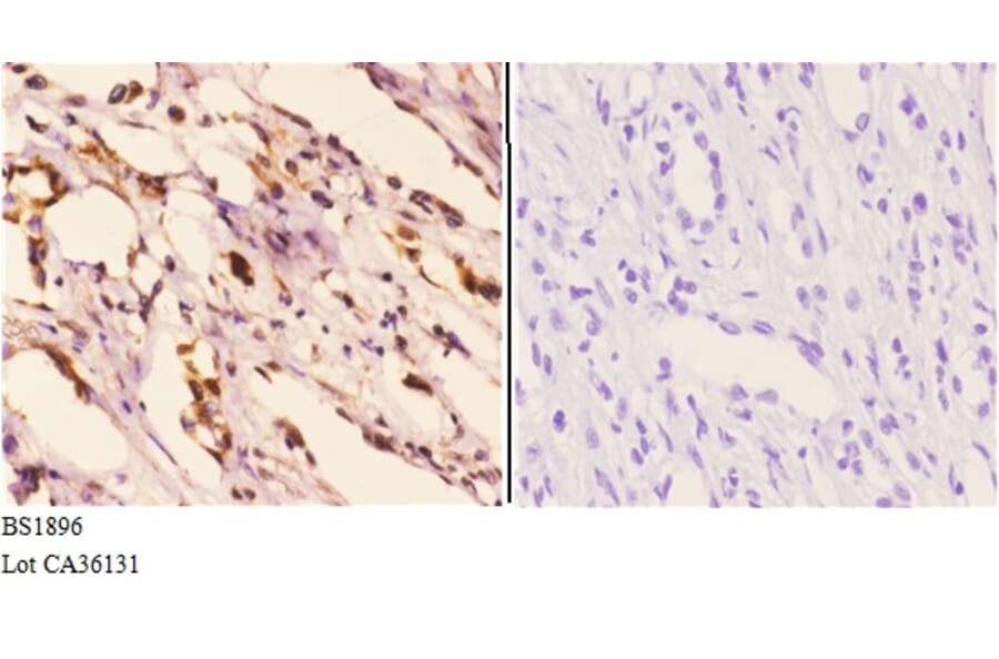 Anti-Hexim1 (Q215) Antibody from Bioworld Technology (BS1896) - Antibodies.com