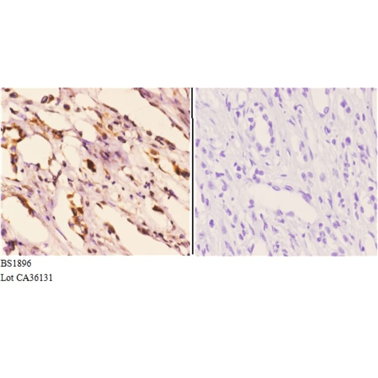 Anti-Hexim1 (Q215) Antibody from Bioworld Technology (BS1896) - Antibodies.com