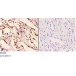 Anti-Hexim1 (Q215) Antibody from Bioworld Technology (BS1896) - Antibodies.com