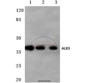 Anti-ALX3 (R203) Antibody from Bioworld Technology (BS1898) - Antibodies.com