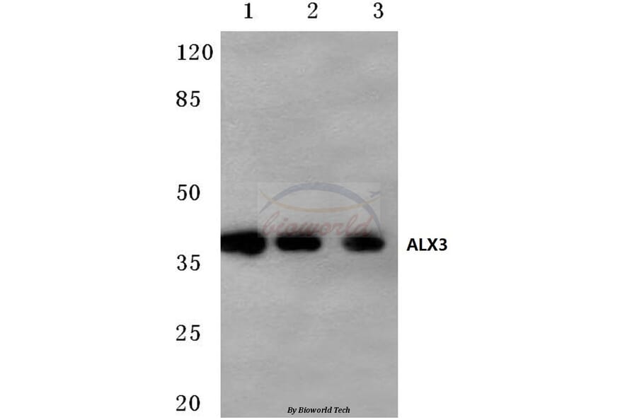 Anti-ALX3 (R203) Antibody from Bioworld Technology (BS1898) - Antibodies.com