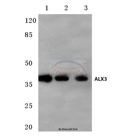 Anti-ALX3 (R203) Antibody from Bioworld Technology (BS1898) - Antibodies.com