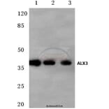 Anti-ALX3 (R203) Antibody from Bioworld Technology (BS1898) - Antibodies.com