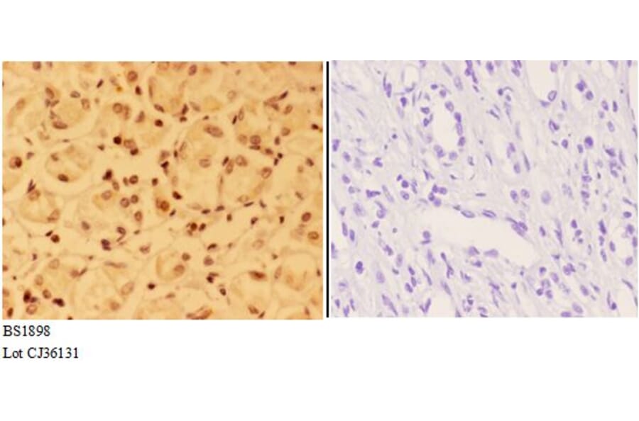 Anti-ALX3 (R203) Antibody from Bioworld Technology (BS1898) - Antibodies.com