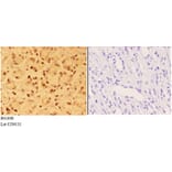 Anti-ALX3 (R203) Antibody from Bioworld Technology (BS1898) - Antibodies.com