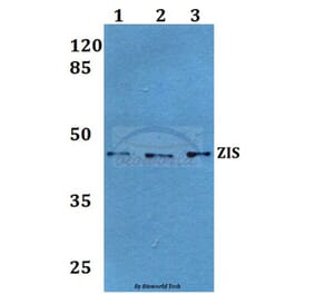 Anti-ZIS (I144) Antibody from Bioworld Technology (BS1900) - Antibodies.com