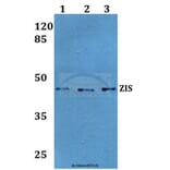 Anti-ZIS (I144) Antibody from Bioworld Technology (BS1900) - Antibodies.com