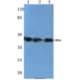 Anti-CBX6 (K18) Antibody from Bioworld Technology (BS1904) - Antibodies.com
