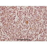 Anti-CBX6 (K18) Antibody from Bioworld Technology (BS1904) - Antibodies.com