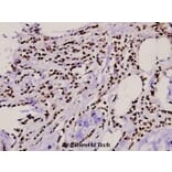 Anti-TBX15/18 (D164) Antibody from Bioworld Technology (BS1907) - Antibodies.com
