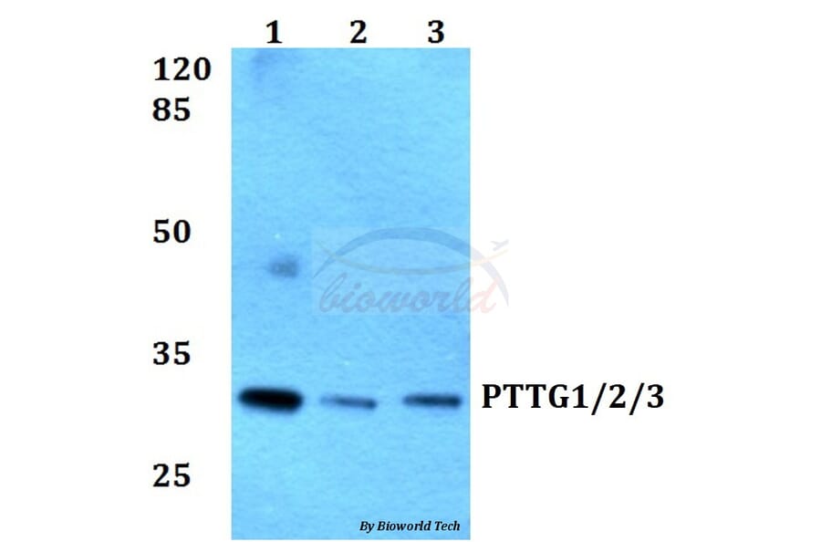Anti-PTTG1/2/3 (L149) Antibody from Bioworld Technology (BS1909) - Antibodies.com